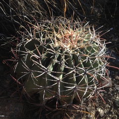 Ferocactus emoryi emoryi