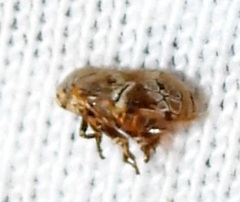 Clastoptera laevigata