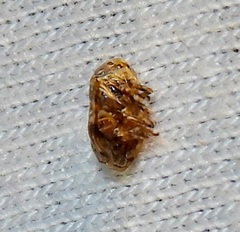 Clastoptera laevigata