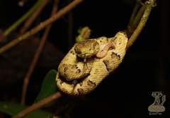 Bothrops osbornei