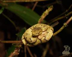Bothrops osbornei