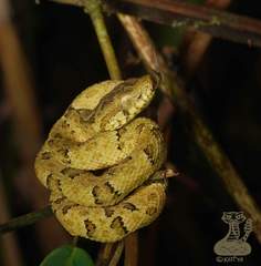 Bothrops osbornei