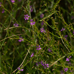 Lythrum californicum