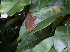 Arhopala centaurus nakula