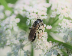 Andrena chrysosceles