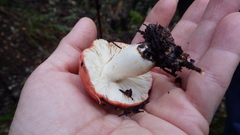Russula californiensis