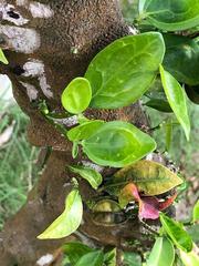 Magnoliopsida