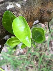 Magnoliopsida