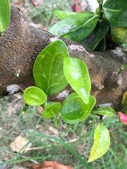 Magnoliopsida