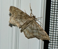Hypagyrtis piniata