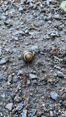 Cepaea hortensis
