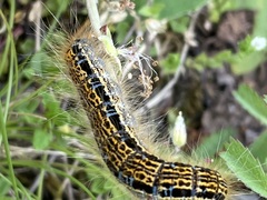 Malacosoma castrense