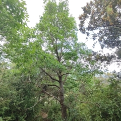 Quercus × cerrioides