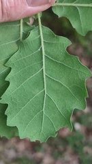 Quercus × cerrioides