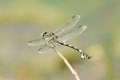 Sinictinogomphus clavatus