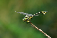 Sinictinogomphus clavatus