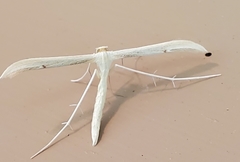 Hellinsia kellicottii