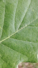 Quercus × cerrioides