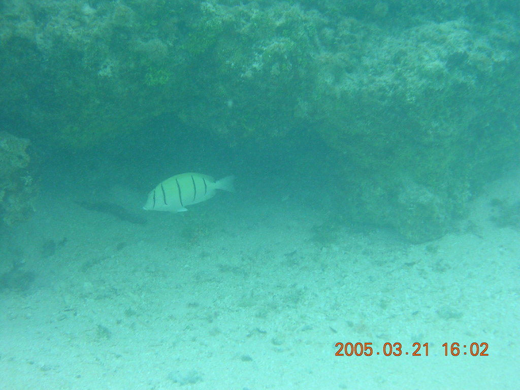 Convict surgeonfish