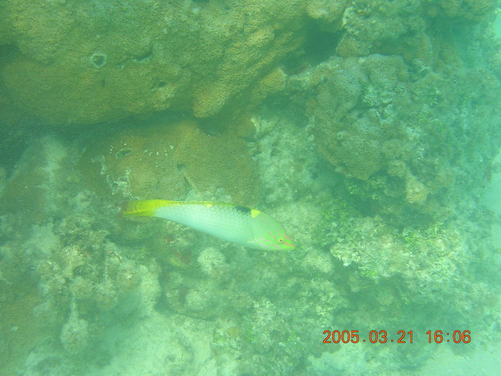 Checkerboard wrasse