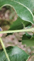 Quercus × cerrioides
