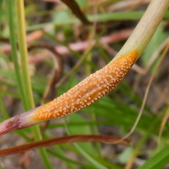 Puccinia dioicae silvatica