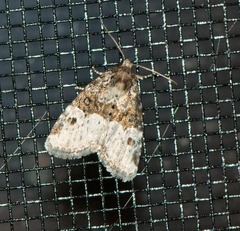 Neoligia crytora