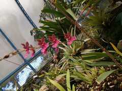 Caucaea