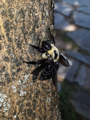 Xylocopa grisescens