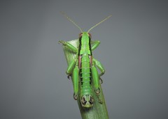 Odontopodisma schmidtii