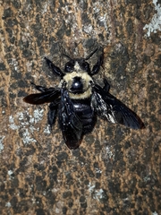 Xylocopa grisescens
