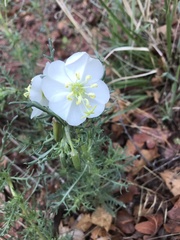 Oenothera coronopifolia