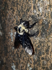 Xylocopa grisescens