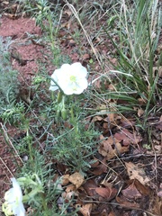 Oenothera coronopifolia