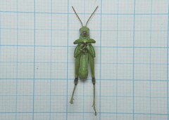 Odontopodisma schmidtii