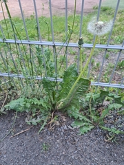 Taraxacum officinale