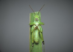 Odontopodisma schmidtii