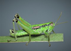 Odontopodisma schmidtii