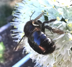 Xylocopa tabaniformis androleuca