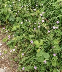 Geranium × oxonianum