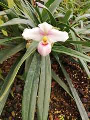 Phragmipedium