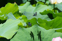 Rhyothemis fuliginosa