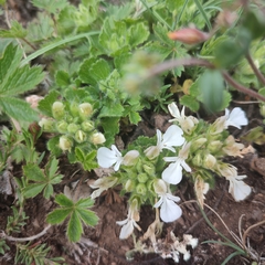 Teucrium pyrenaicum