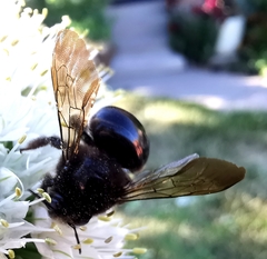 Xylocopa tabaniformis androleuca