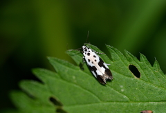 Ethmia quadrillella