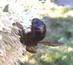 Xylocopa tabaniformis androleuca