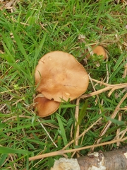 Gymnopus ocior