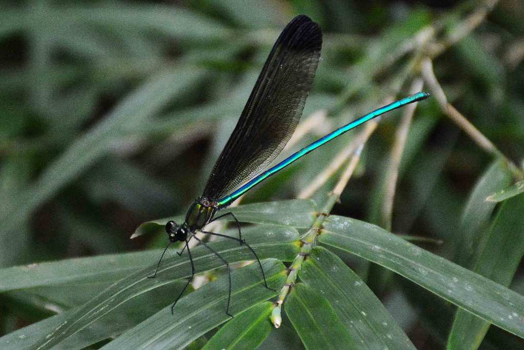 Atrocalopteryx melli