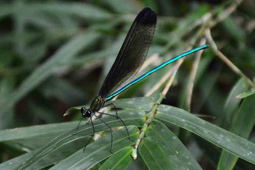 Calopteryx melli