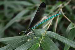 Atrocalopteryx melli